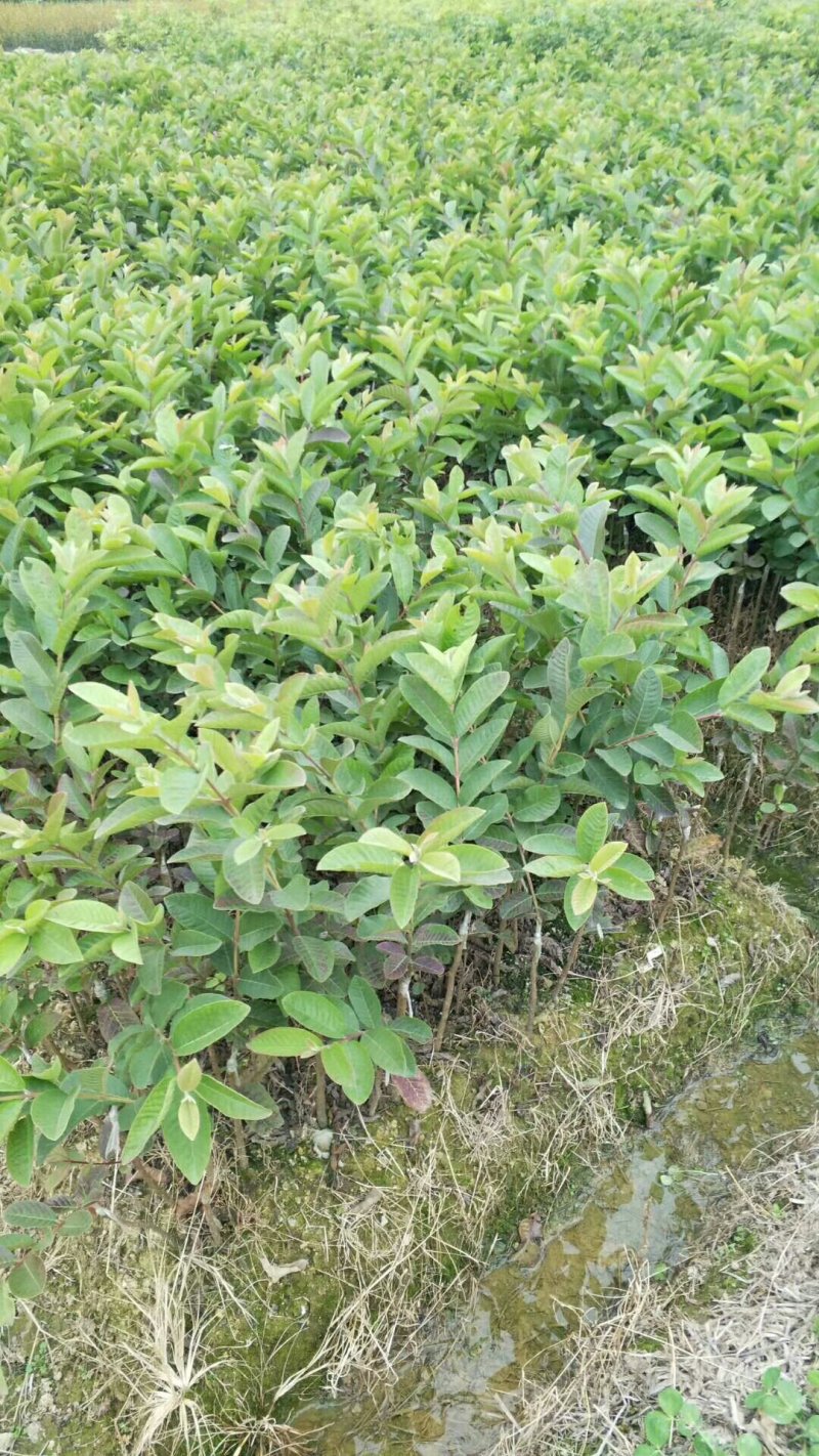 番石榴苗珍珠番石榴苗四季结果