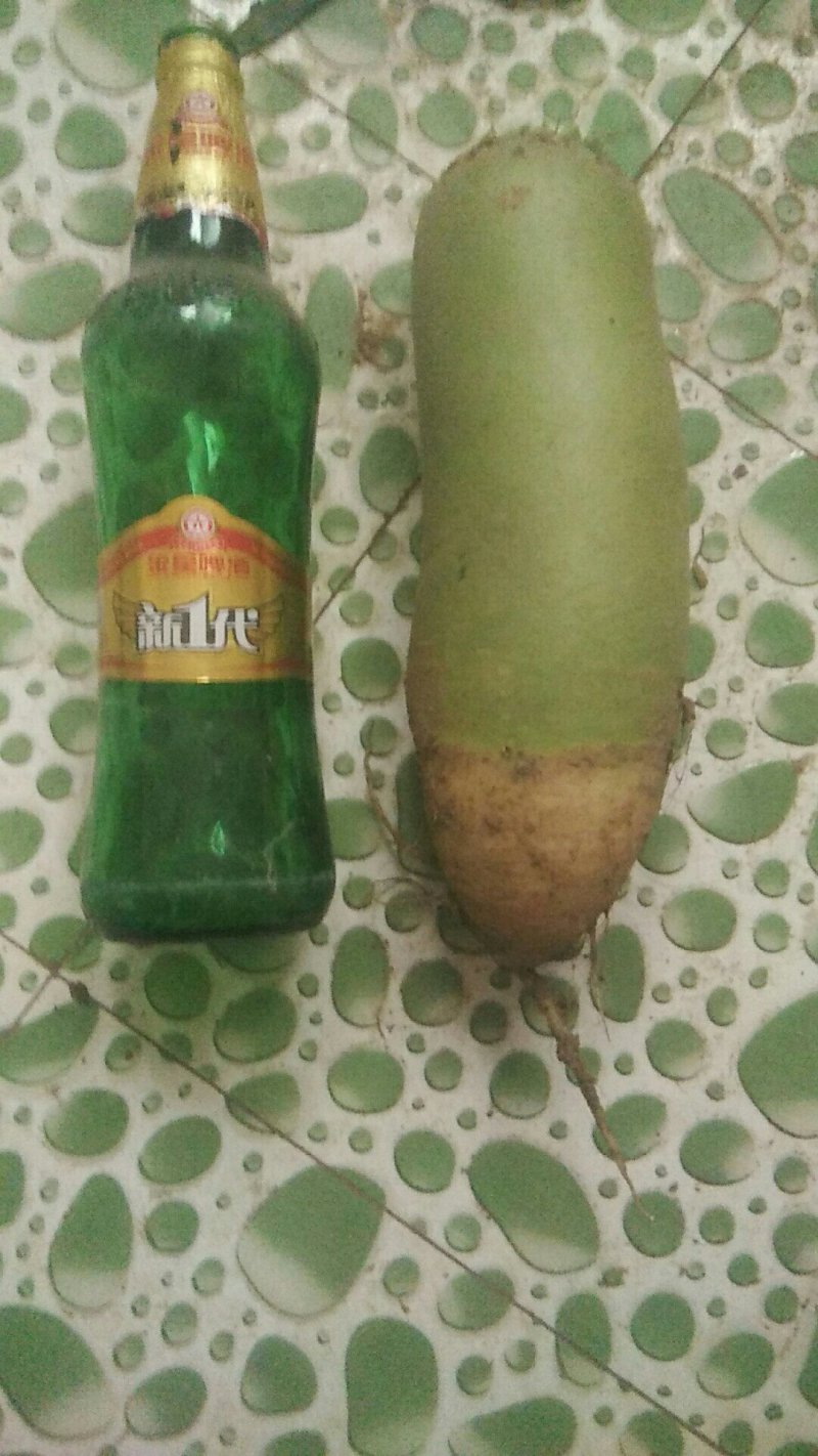 沙土地萝卜
