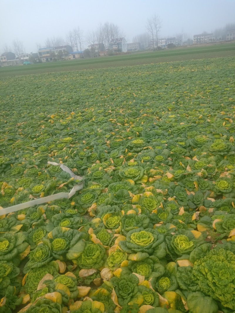 精品黄心菜