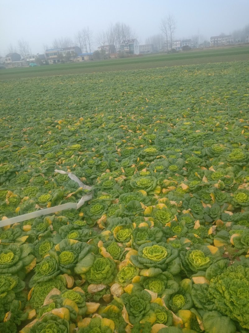 精品黄心菜
