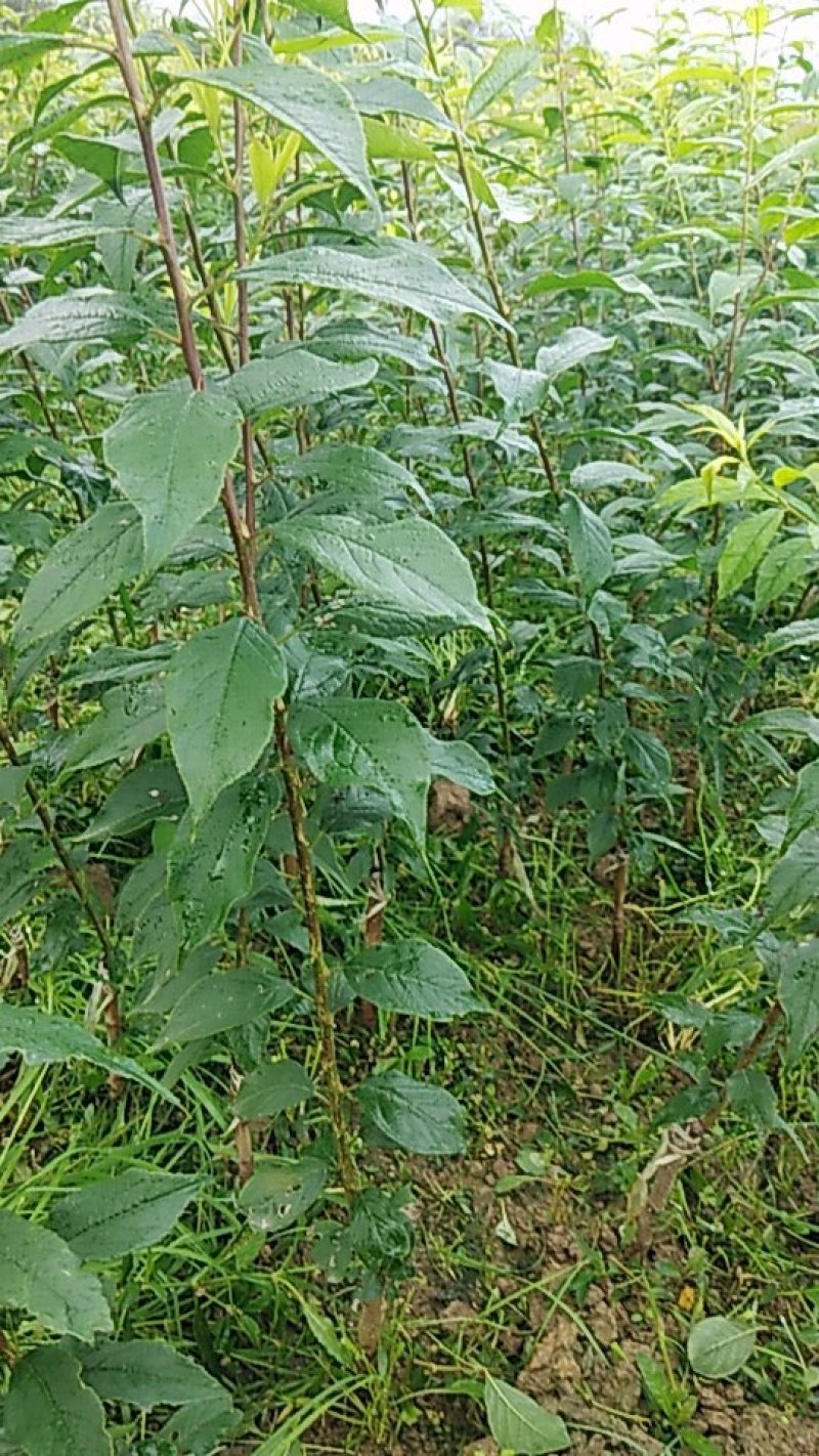 高品质三华李苗，1年苗，产量高，抗病力强，包邮。基地直销