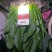 大叶菠菜20~25厘米一手货源值得采购