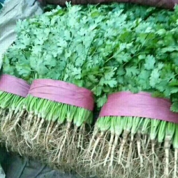 大叶香菜20~30厘米