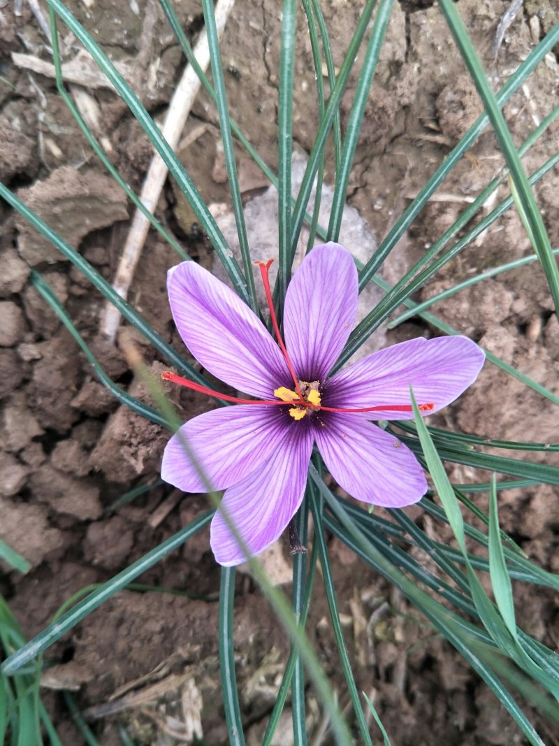 藏红花