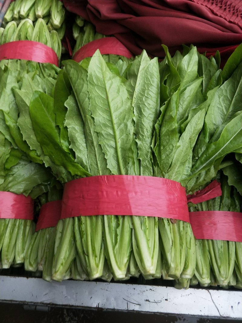 河北油麦菜叶片鲜绿质量有保证常年供应各大市场超市