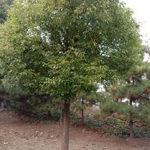 香樟树，各种规格齐全。四季常青观叶类乔木。