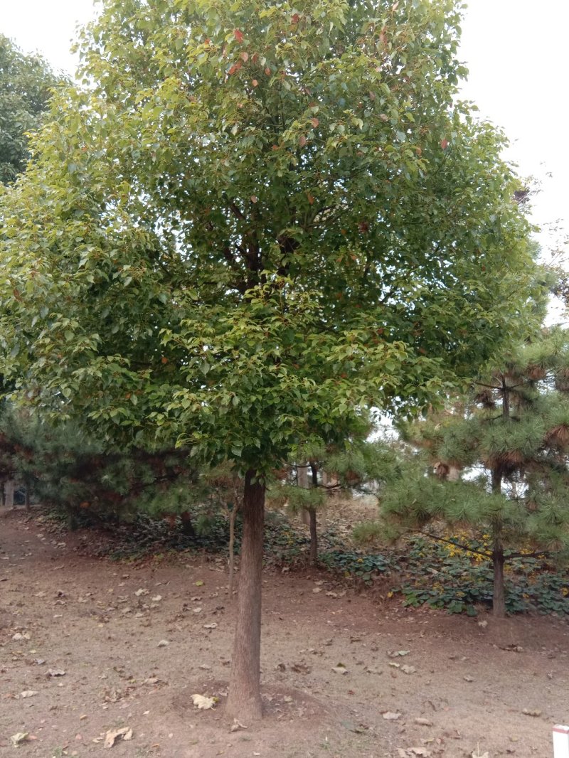 香樟树，各种规格齐全。四季常青观叶类乔木。
