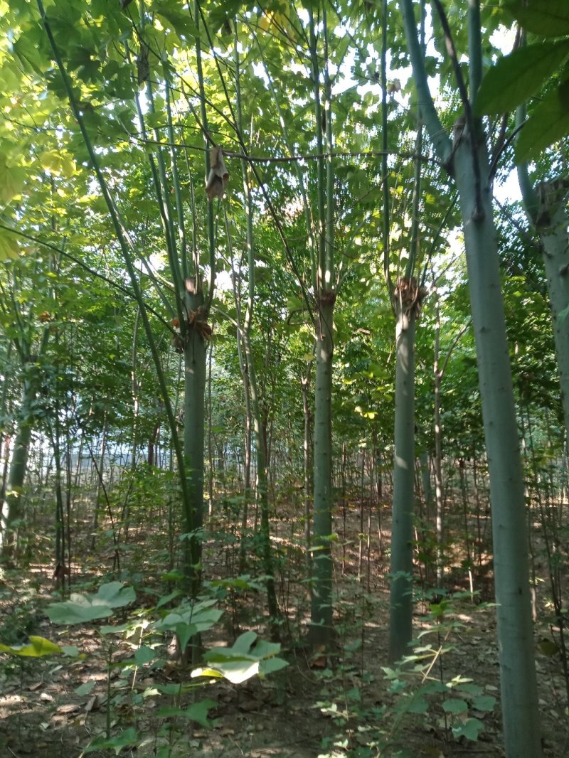 梓树苗，楸树苗，