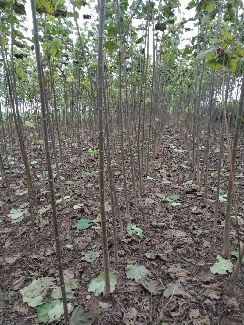 梓树苗，楸树苗，