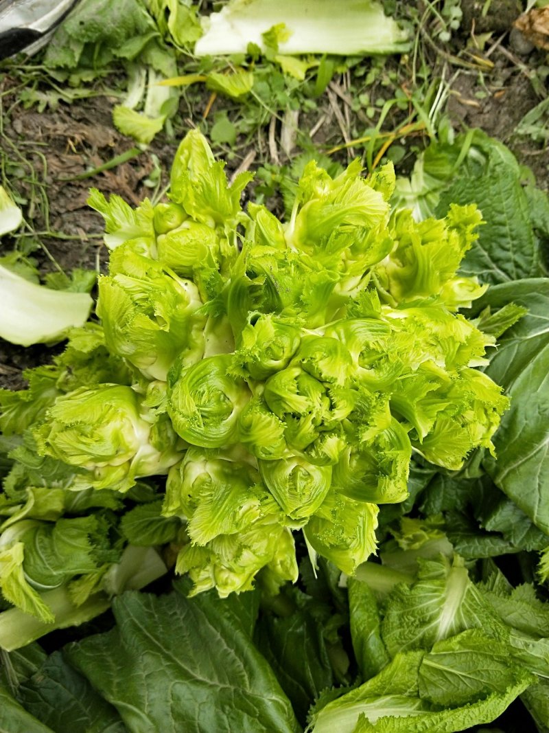 儿菜-2019儿菜大量上市