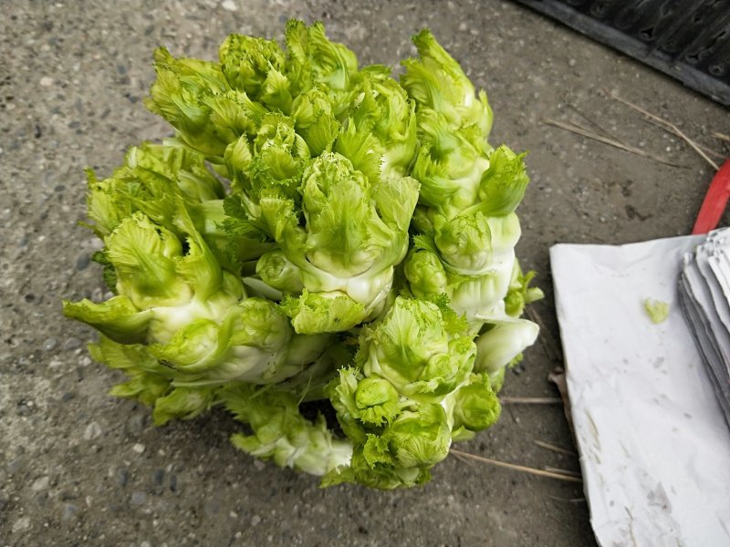 儿菜-2019儿菜大量上市