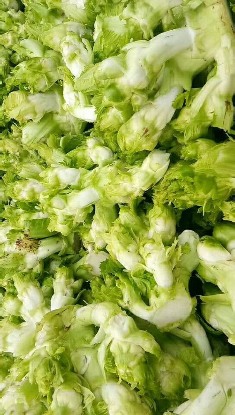 儿菜-2019儿菜大量上市