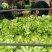 儿菜-2019儿菜大量上市