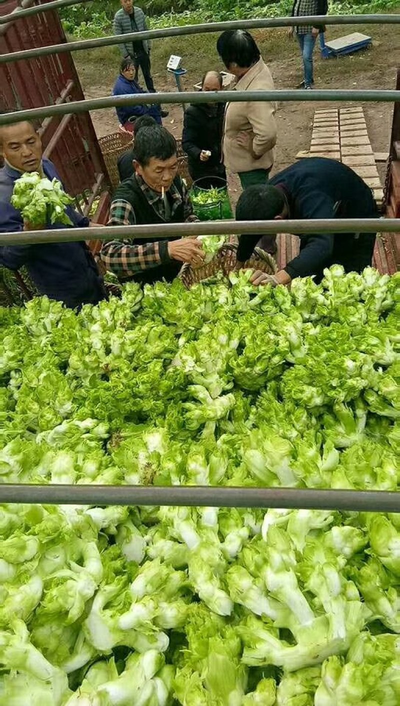 儿菜-2019儿菜大量上市