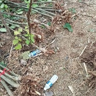梓树苗