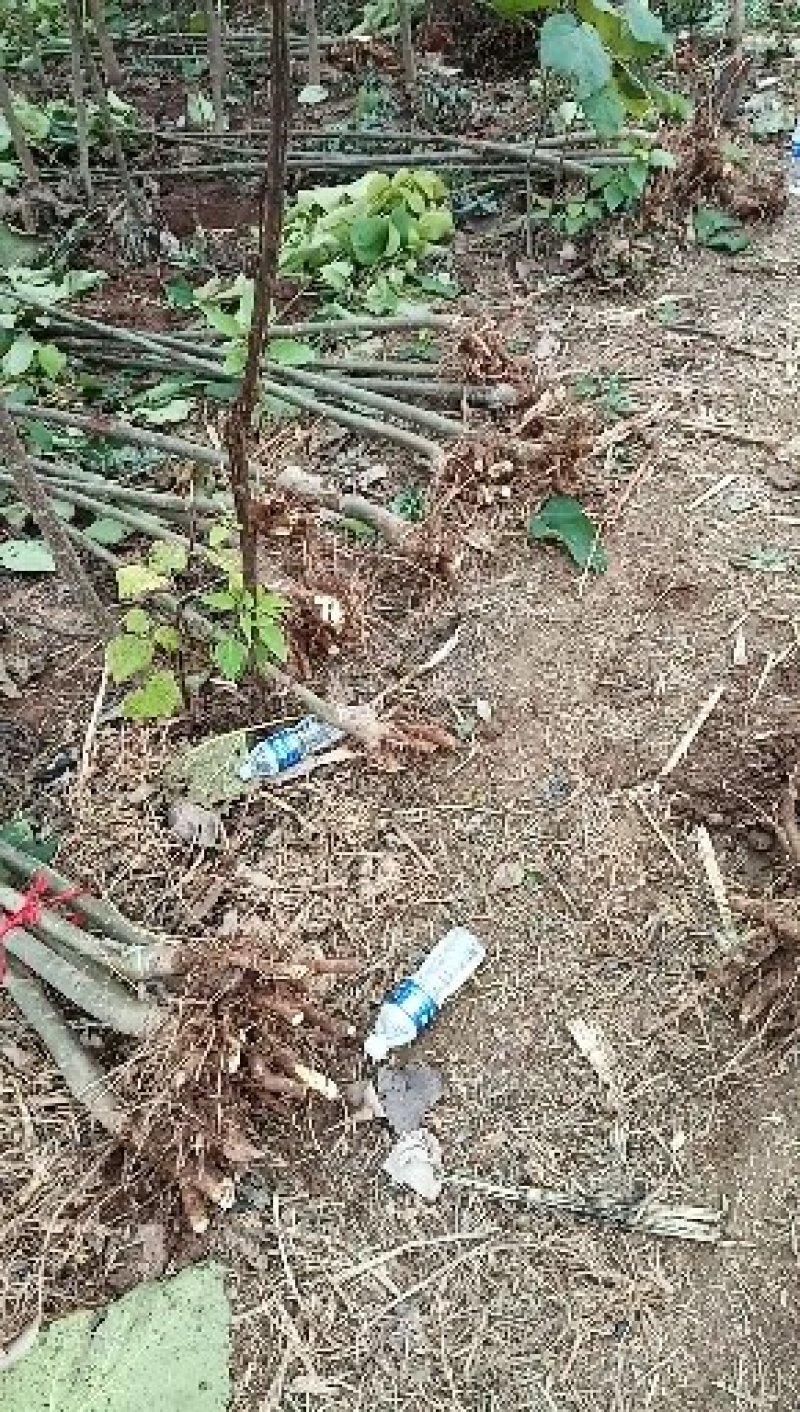 梓树苗