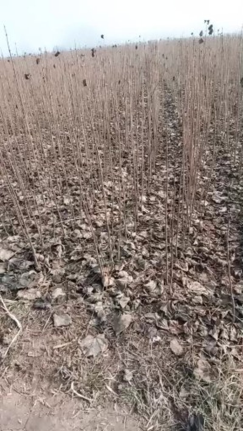 梓树苗