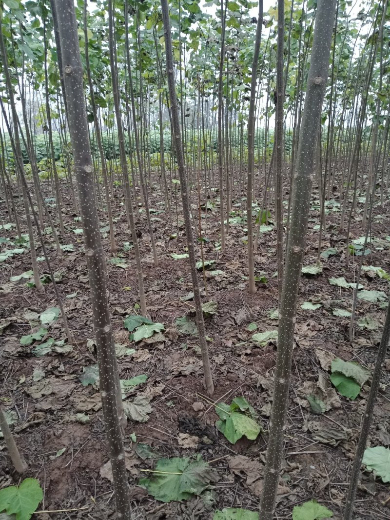 梓树苗