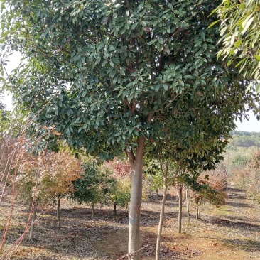 高杆红叶石楠树，红叶石楠小杯苗，大量精品出售