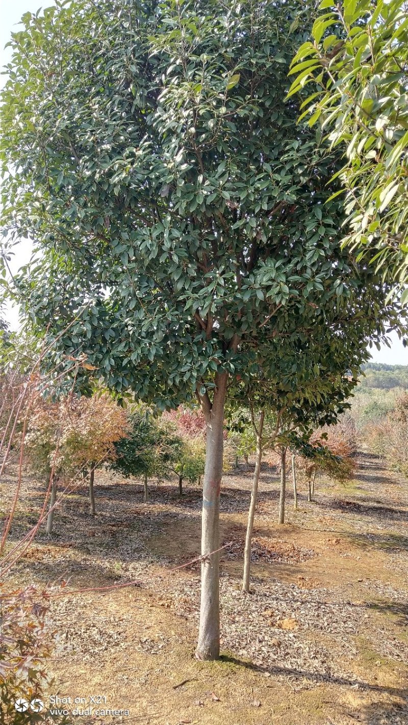 高杆红叶石楠树，红叶石楠小杯苗，大量精品出售