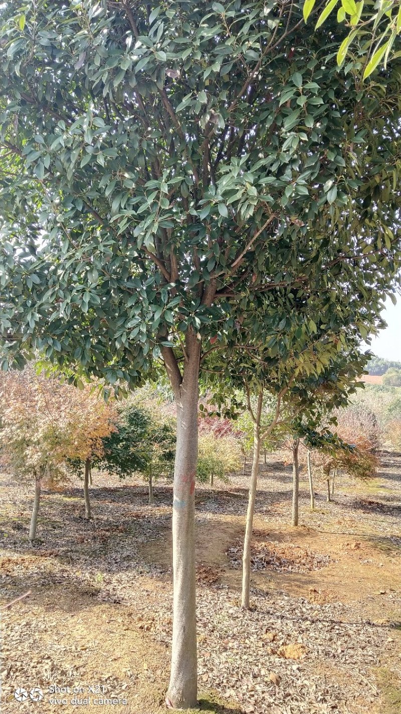 高杆红叶石楠树，红叶石楠小杯苗，大量精品出售