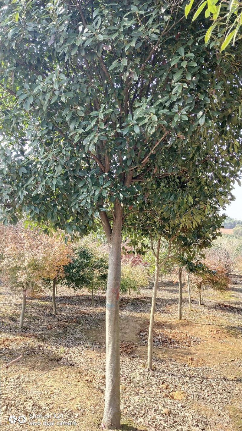 高杆红叶石楠树，红叶石楠小杯苗，大量精品出售