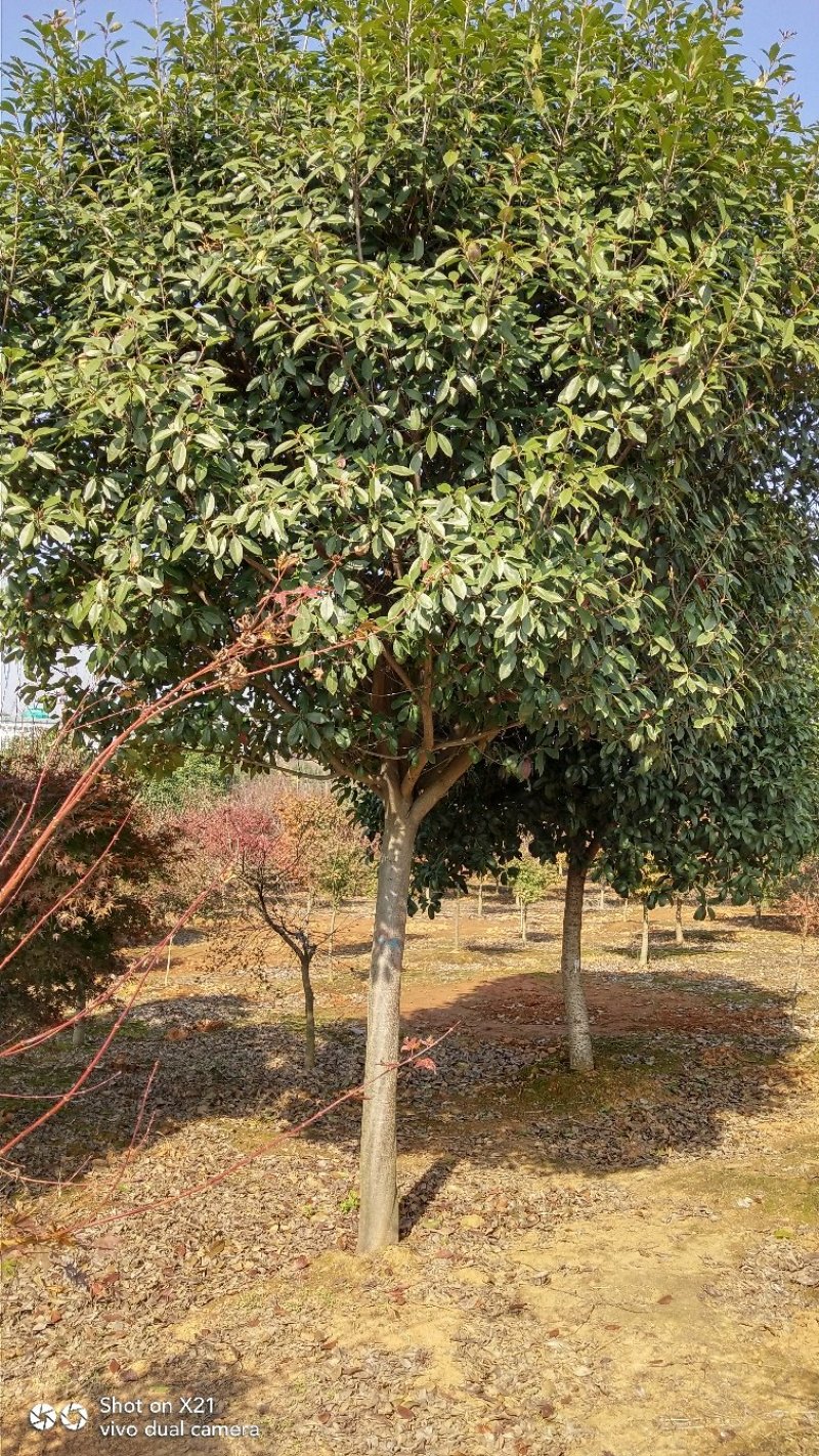 高杆红叶石楠树，红叶石楠小杯苗，大量精品出售