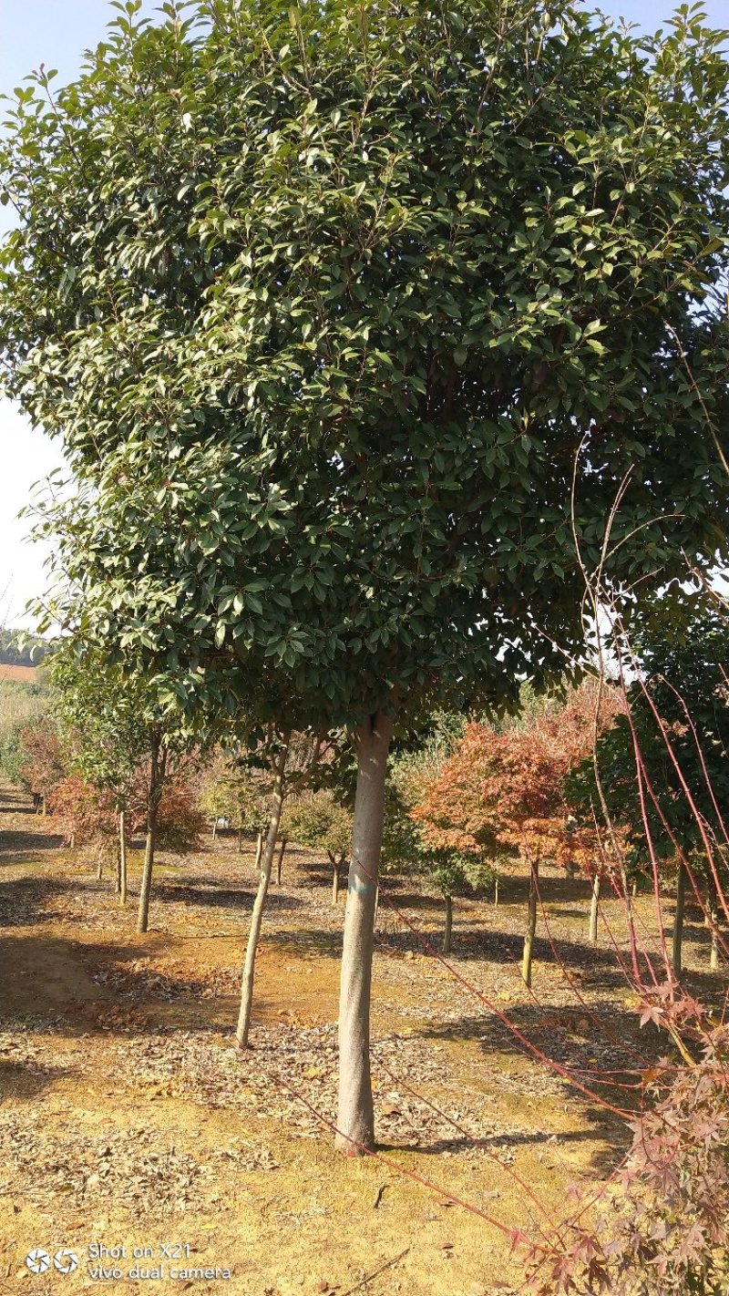高杆红叶石楠树，红叶石楠小杯苗，大量精品出售