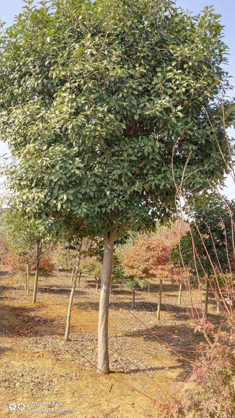 高杆红叶石楠树，红叶石楠小杯苗，大量精品出售