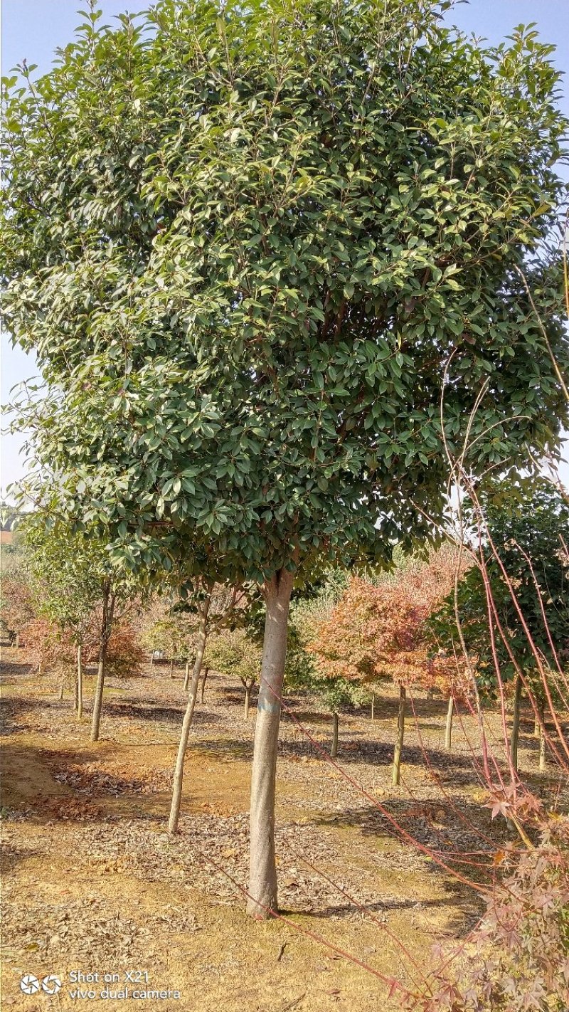 高杆红叶石楠树，红叶石楠小杯苗，大量精品出售