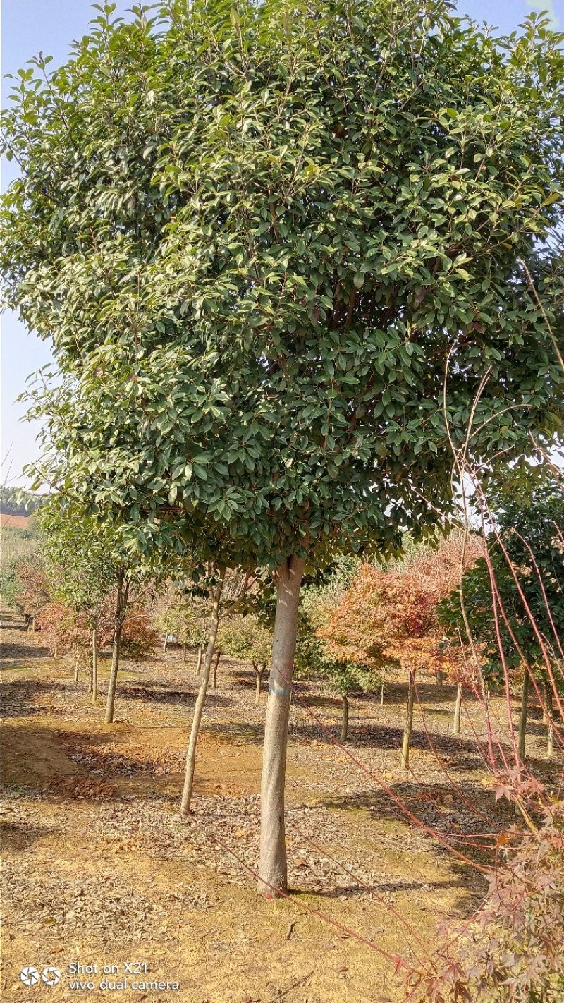 高杆红叶石楠树，红叶石楠小杯苗，大量精品出售