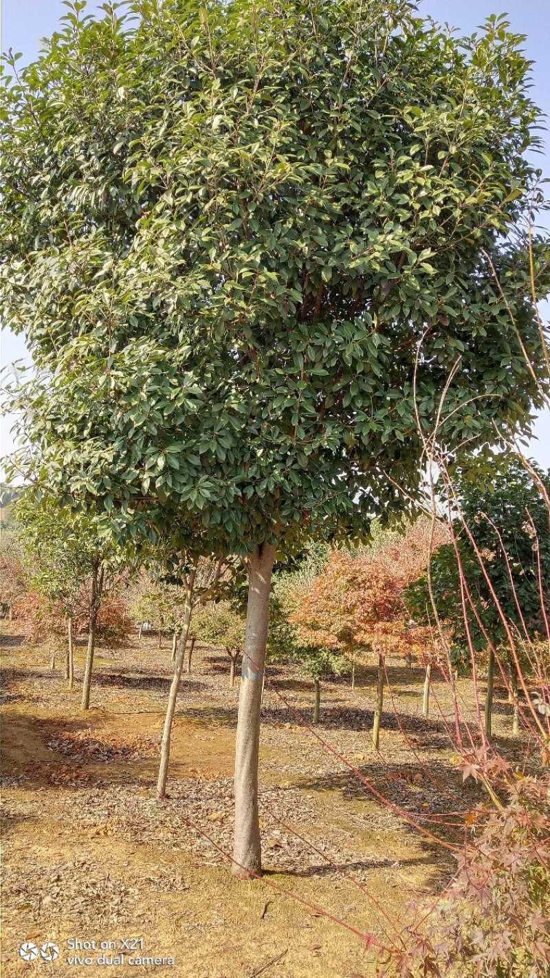 高杆红叶石楠树，红叶石楠小杯苗，大量精品出售