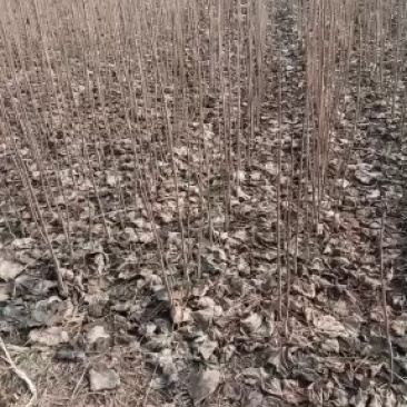 梓树苗