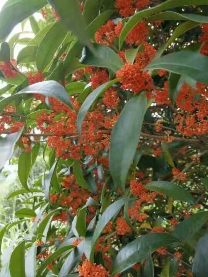 桂花树批发：八月桂，丹桂，金桂，大量货源出售欢迎下单购买