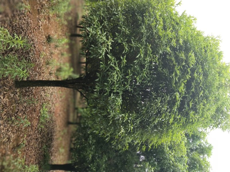 桂花树批发：八月桂，丹桂，金桂，大量货源出售欢迎下单购买