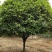 桂花树批发：八月桂，丹桂，金桂，大量货源出售欢迎下单购买