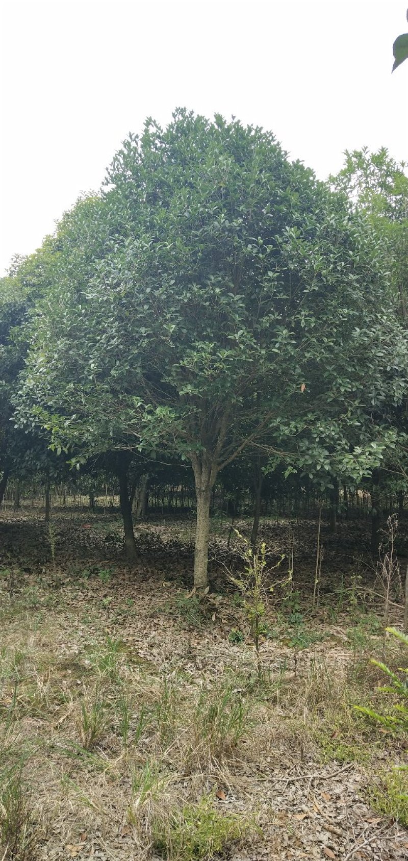 桂花树批发：八月桂，丹桂，金桂，大量货源出售欢迎下单购买