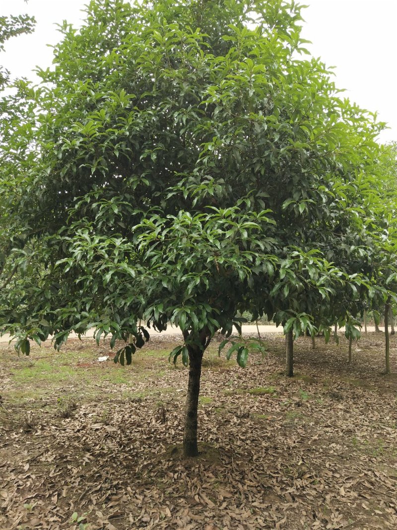 桂花树批发：八月桂，丹桂，金桂，大量货源出售欢迎下单购买