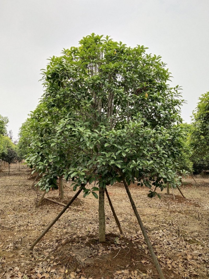 桂花树批发：八月桂，丹桂，金桂，大量货源出售欢迎下单购买
