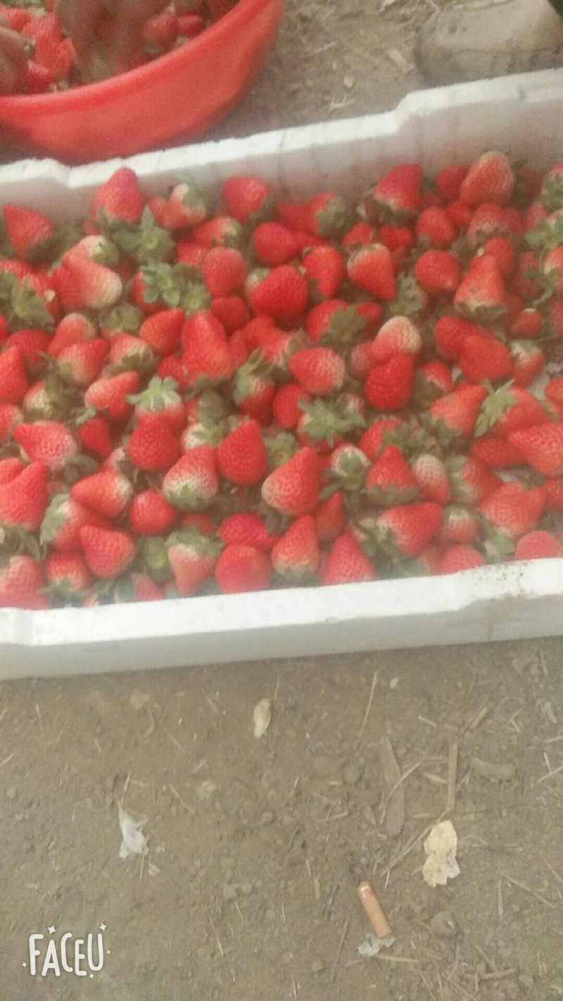 红颜奶油草莓