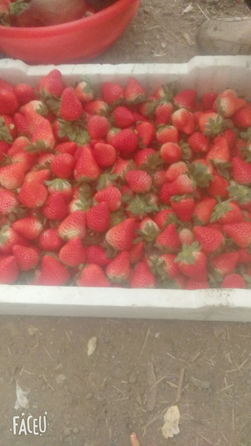 红颜奶油草莓