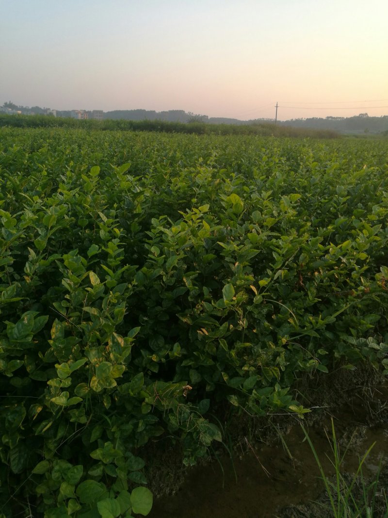 半成品茉莉坨苗满二年苗白色双瓣可用于盆景苗工程用苗