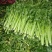 芹菜西芹55cm以上一手货源代发全国质量保证欢迎咨询