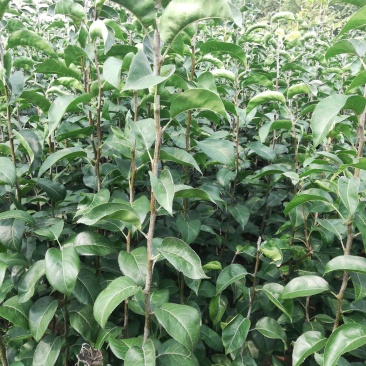 玉露香梨树苗