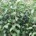 玉露香梨树苗