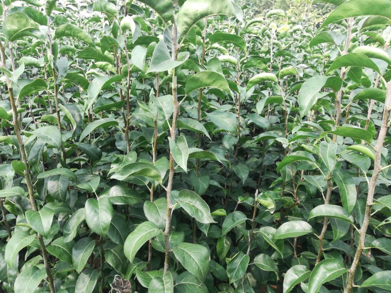 玉露香梨树苗