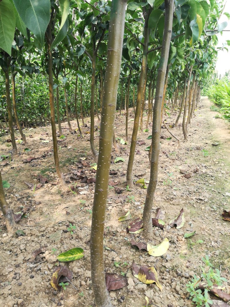 玉露香梨树苗