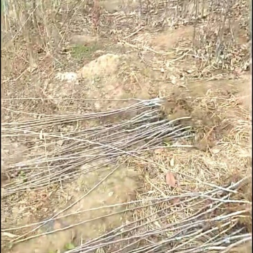苹果苗，各种果树苗
