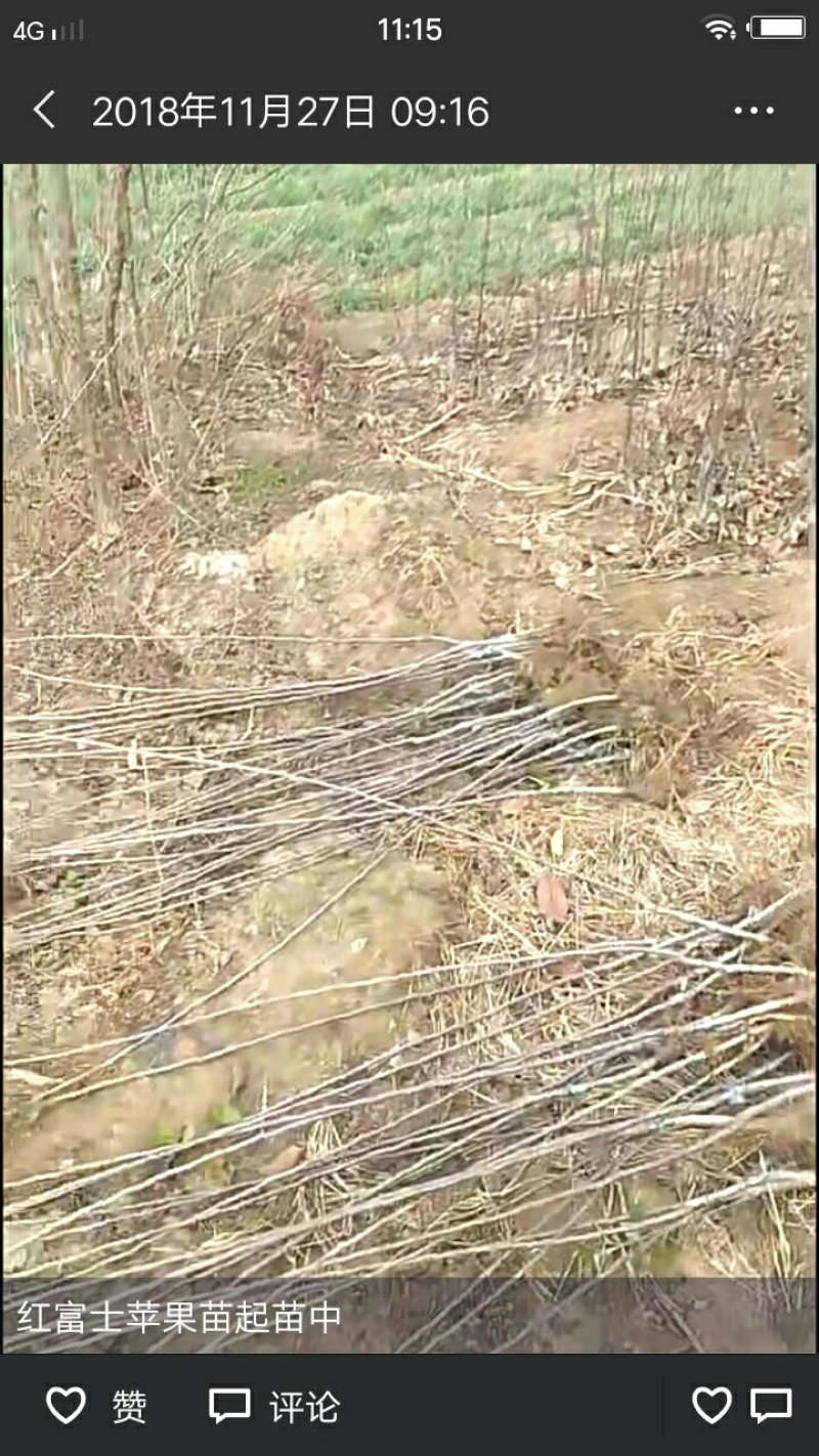 苹果苗，各种果树苗