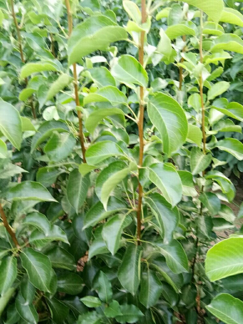 苹果苗，各种果树苗